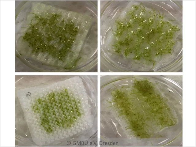 MossFacT